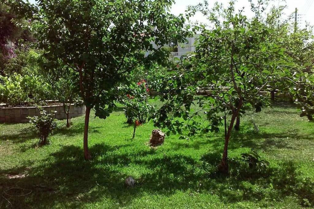 Sunny Garden Studio Athens Exterior photo